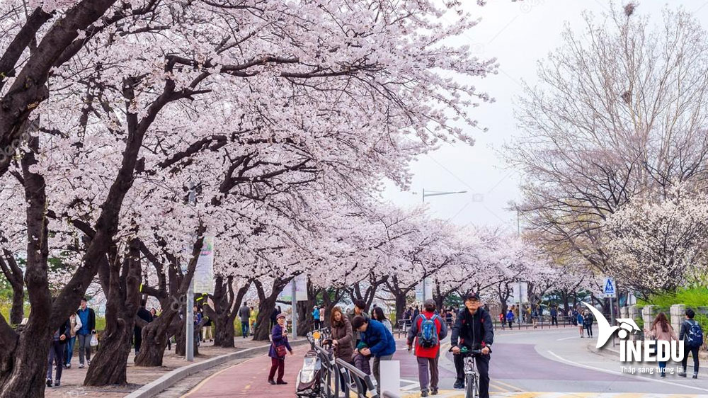 Du học Hàn Quốc - đến với xứ sở Kim chi xinh đẹp